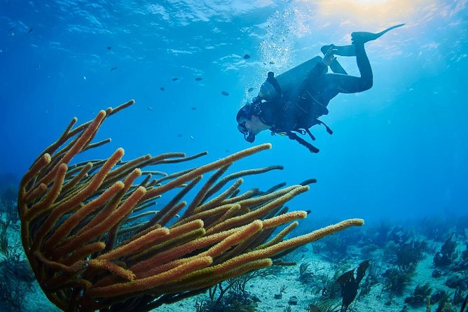 Advanced Open Water Diver course PADI in Playa del Carmen - Day-By-Day Expectations (Without Guessing at Exact Locations)