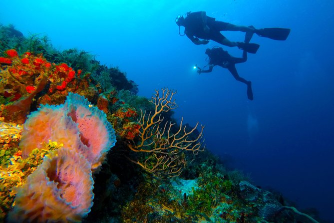 Advanced Open Water Diver course PADI in Playa del Carmen - Who This Course Is Best For in Playa del Carmen