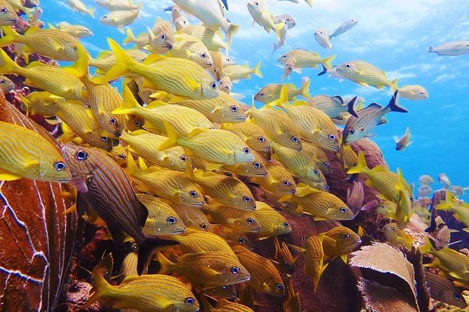 Advanced Open Water Diver course PADI in Playa del Carmen - Meeting at Plaza Palmeiras: Pickup, Start Time, and Group Size