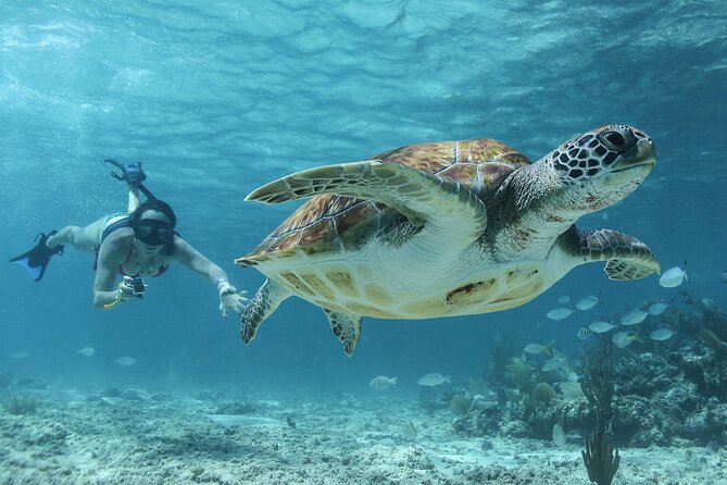 Akumal Cenote Swimming and Snorkeling from Cancun & Costa Mujeres - Quick hits before you go
