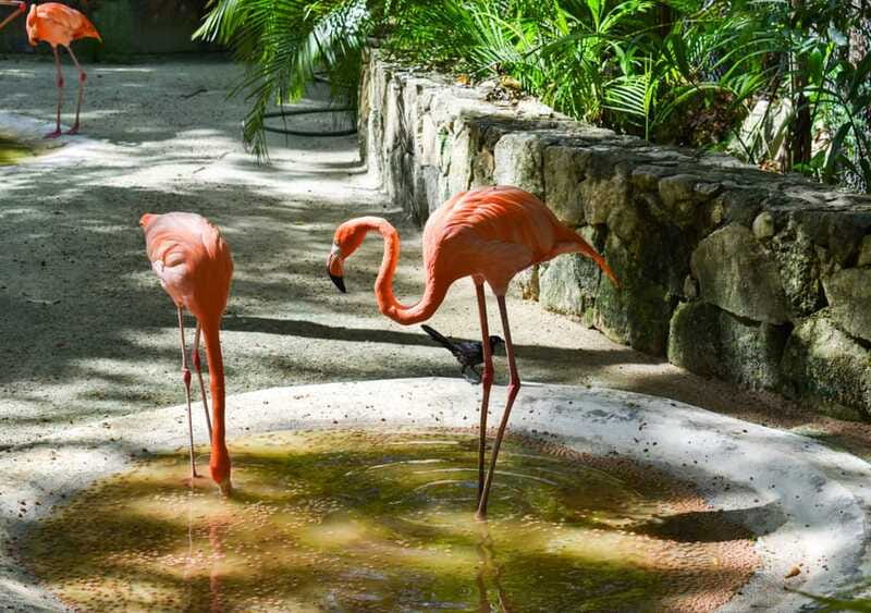 Akumal: Explore the Monkey Sanctuary, ATV Circuit and Cenote - What to bring (so the day feels easy, not stressful)