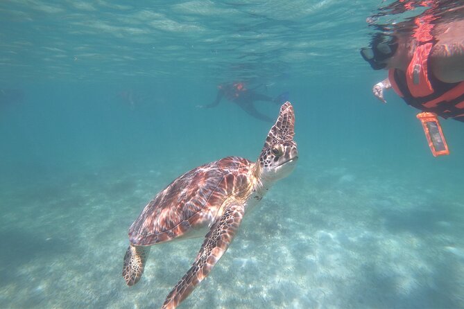 Akumal : Snorkeling with Green Turtles + Photos with GoPro - Key points to know before you go