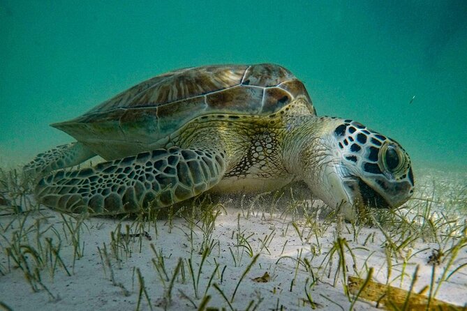 Akumal : Snorkeling with Green Turtles + Photos with GoPro - Akumal turtle snorkeling, but with a local tempo