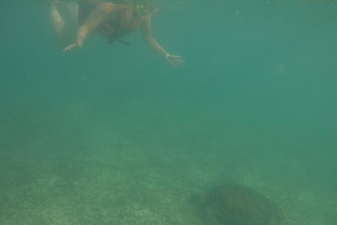 Akumal : Snorkeling with Green Turtles + Photos with GoPro - The GoPro photo shoot: how you leave with real memories