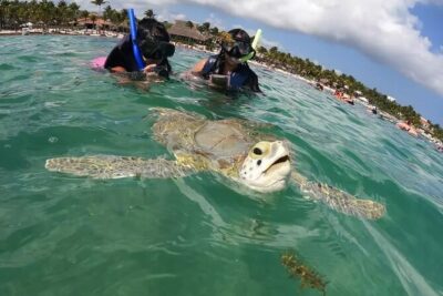 Akumal : Snorkeling with Green Turtles + Photos with GoPro - In the water on the official circuit: what you may actually see