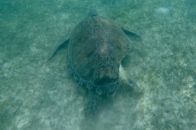 Akumal : Snorkeling with Green Turtles + Photos with GoPro - Value check: is $41.84 actually a good deal?