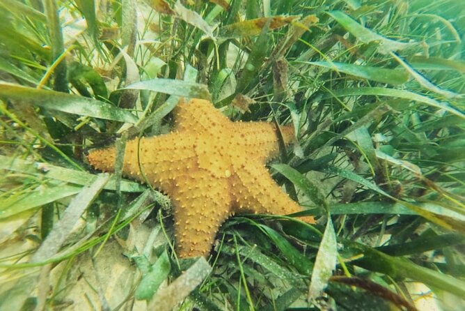 Akumal : Snorkeling with Green Turtles + Photos with GoPro - Best for who: swimming skill, comfort level, and expectations