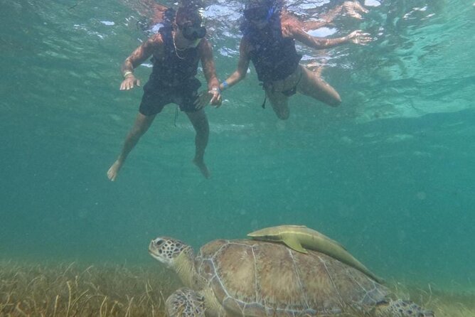 Akumal : Snorkeling with Green Turtles + Photos with GoPro - Should you book this Akumal turtle snorkeling + GoPro?