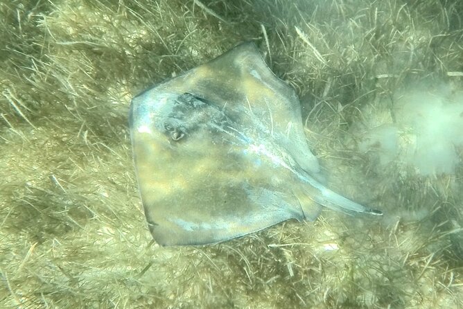 Akumal : Snorkeling with Green Turtles + Photos with GoPro - FAQ