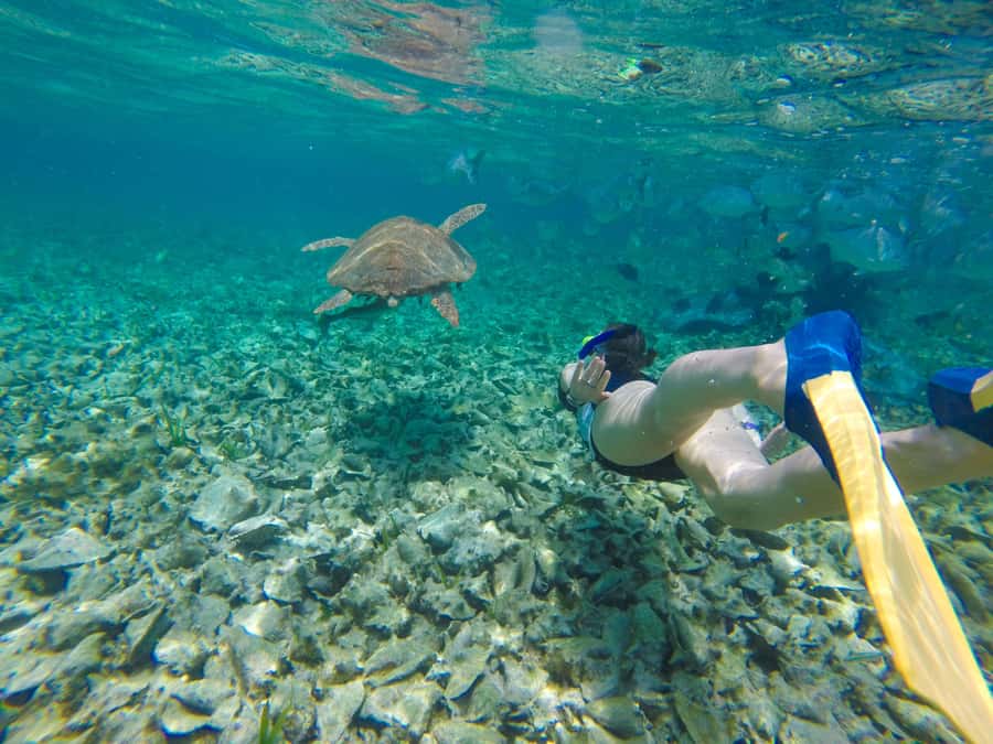 Akumal: Swim with Turtles in a Natural Paradise - Key things to know before you go