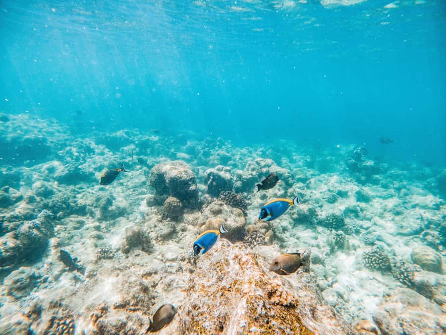 Akumal: Swim with Turtles in a Natural Paradise - Tour logistics that affect your comfort