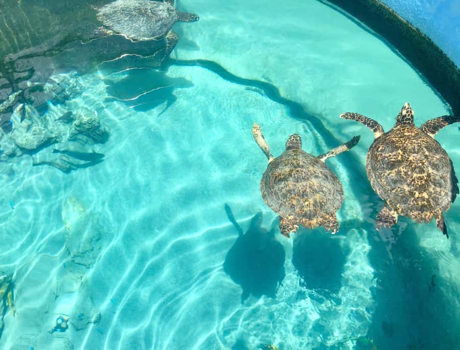Akumal: Swim with Turtles in a Natural Paradise - Akumal Bay and Tsúuk Akumal Natural Park: the real draw