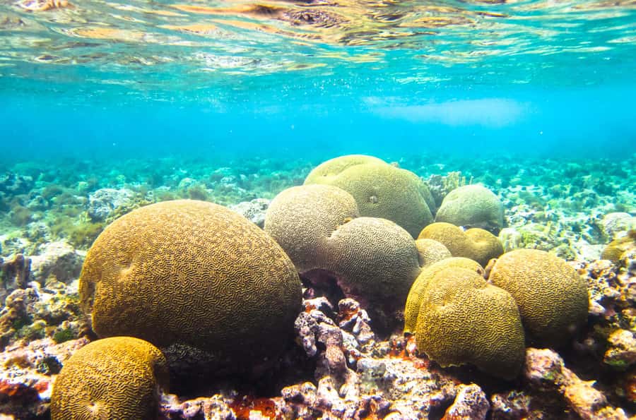 Akumal: Swim with Turtles in a Natural Paradise - Equipment, life jacket, and the guide’s role in safety