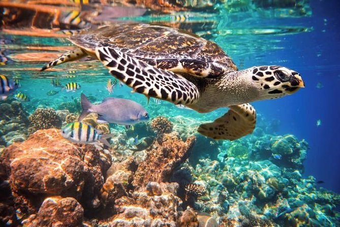 Akumal Turtles, Snorkel Tour from Cancun or Riviera Maya - Key things to know before you go
