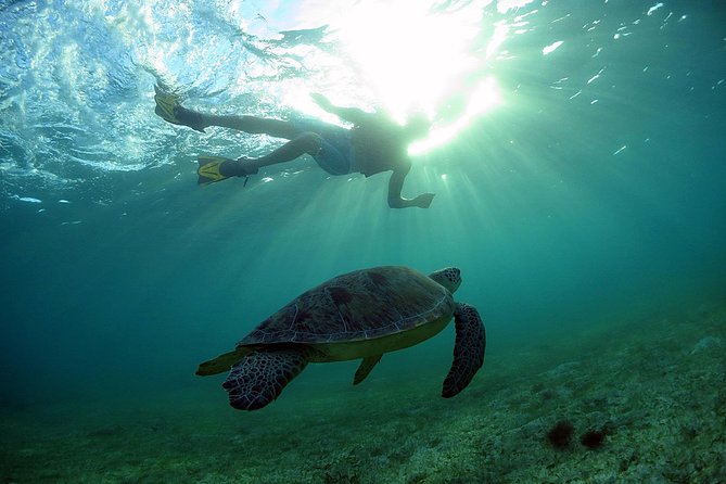 Akumal Turtles, Snorkel Tour from Cancun or Riviera Maya - Akumal Beach snorkeling: sea turtles, reef life, and gear handled