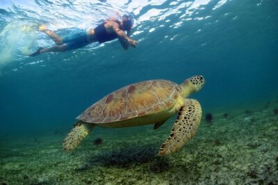 Akumal Turtles, Snorkel Tour from Cancun or Riviera Maya - From Cancun pickup to Tulum-area stops: the morning flow