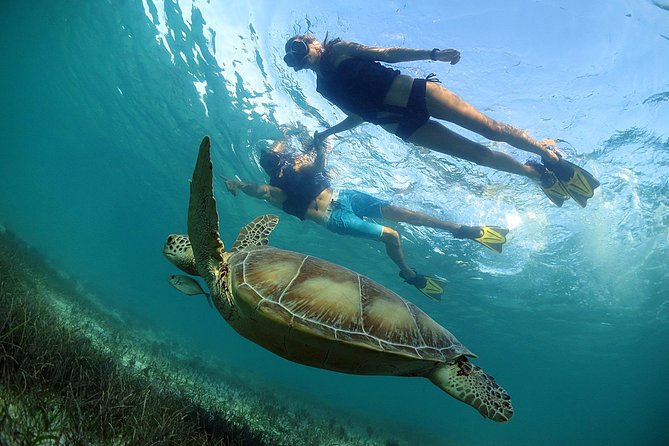 Akumal Turtles, Snorkel Tour from Cancun or Riviera Maya - Price and logistics: what $99 gets you, plus the likely extras