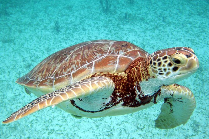 Akumal Turtles, Snorkel Tour from Cancun or Riviera Maya - The two biggest weak spots I’d plan around