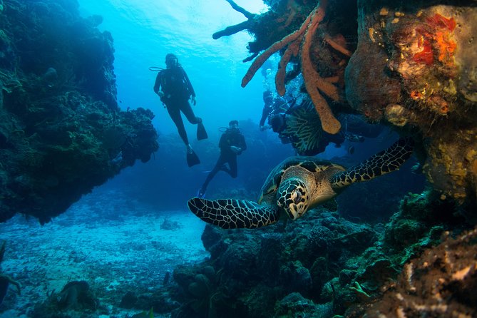 Basic Diver - Bautismo - Ocean time: two reef sessions with a certified instructor at your side