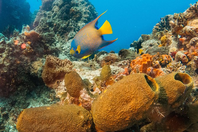Basic Diver - Bautismo - Pacing matters: why private Basic Diver Baptismo feels better
