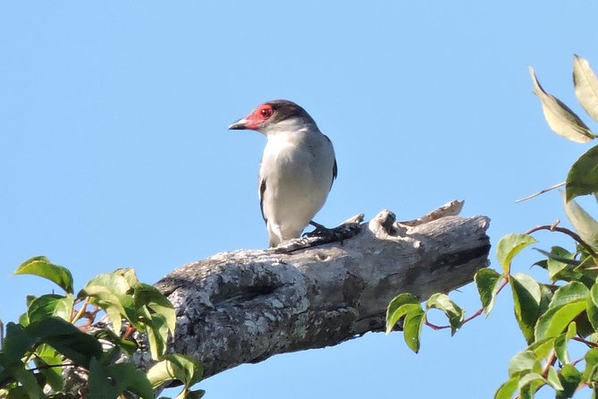 Birdwatching Playa del Carmen - Early 6:00 am pickup and the drive to the cenotes route
