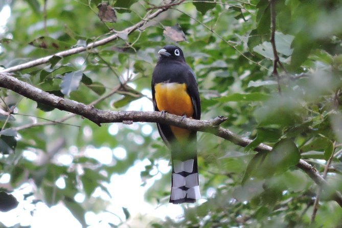 Birdwatching Playa del Carmen - Species spotting, calls, and why photos get easier here