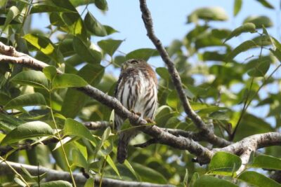 Birdwatching Playa del Carmen - Ruta de los Cenotes: what the morning walk is really about