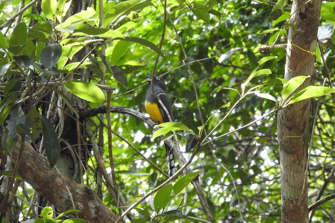 Birdwatching Playa del Carmen - Pace, comfort, and the “shared tour” reality check