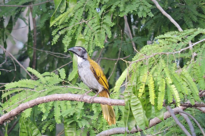 Birdwatching Playa del Carmen - Price and value: is $175 worth it for a 6-hour birding session?