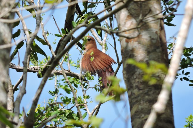 Birdwatching Playa del Carmen - Who this birdwatching tour is best for