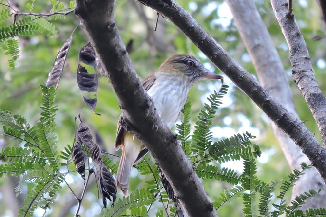 Birdwatching Playa del Carmen - Things to bring so you’re not fighting the outing