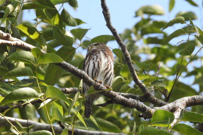 Birdwatching Playa del Carmen - Ruta de los Cenotes: what the morning walk is really about