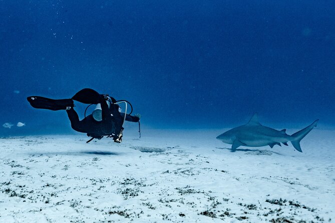 Bull Shark Dive in Playa del Carmen – Dive Machine Experience - Key Points at a Glance