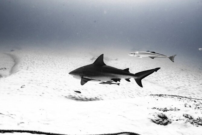 Bull Shark Dive in Playa del Carmen – Dive Machine Experience - The 8:00 AM Start and How the Day Runs (4 Hours Approx.)