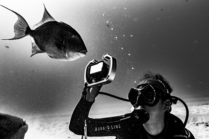 Bull Shark Dive in Playa del Carmen – Dive Machine Experience - Shark Point at 25 Meters: The Bull Shark Moment