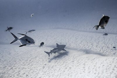 Bull Shark Dive in Playa del Carmen – Dive Machine Experience - Meet the Team and Get Your Gear Ready