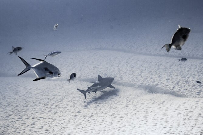 Bull Shark Dive in Playa del Carmen – Dive Machine Experience - Meet the Team and Get Your Gear Ready