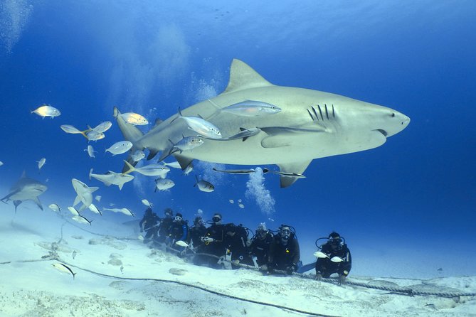 Bull Shark Extreme - 1tank /Only for Certified Divers - Bull Sharks Off Playa del Carmen: Why This Season Works