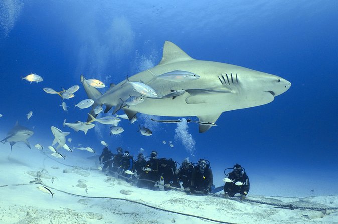 Bull Shark Extreme - 1tank /Only for Certified Divers - Safety Reality Check: Briefings, Staff Roles, and Your Gear Choices