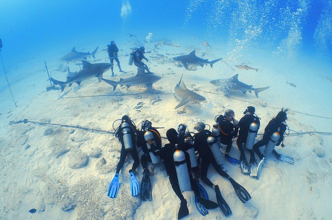 Bull Shark Extreme - 1tank /Only for Certified Divers - Conservation Angle: Saving Our Sharks and Why Your Ticket Matters