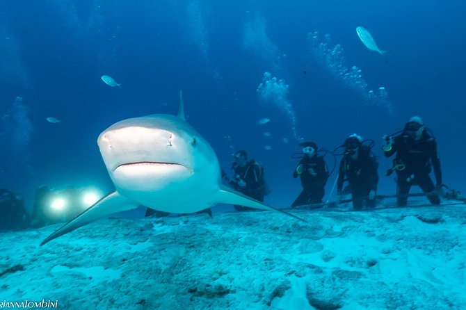 Bull Shark Extreme - 1tank /Only for Certified Divers - Should You Book Bull Shark Extreme in Playa del Carmen?
