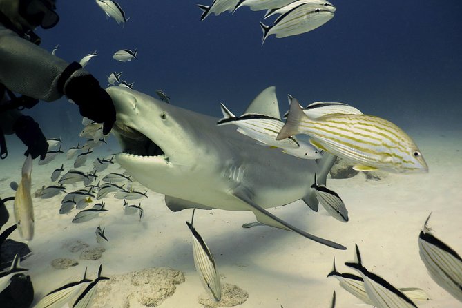 Bull Shark Extreme - 1tank /Only for Certified Divers - The Animal Encounter and What “Shy” Really Means Underwater