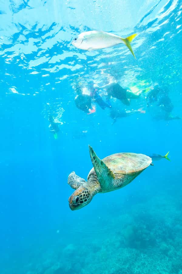 Cancun: Explore Tulum, swim with turtles, cenote, and snorkel in caves - Early Tulum Access With Views, Not Queueing