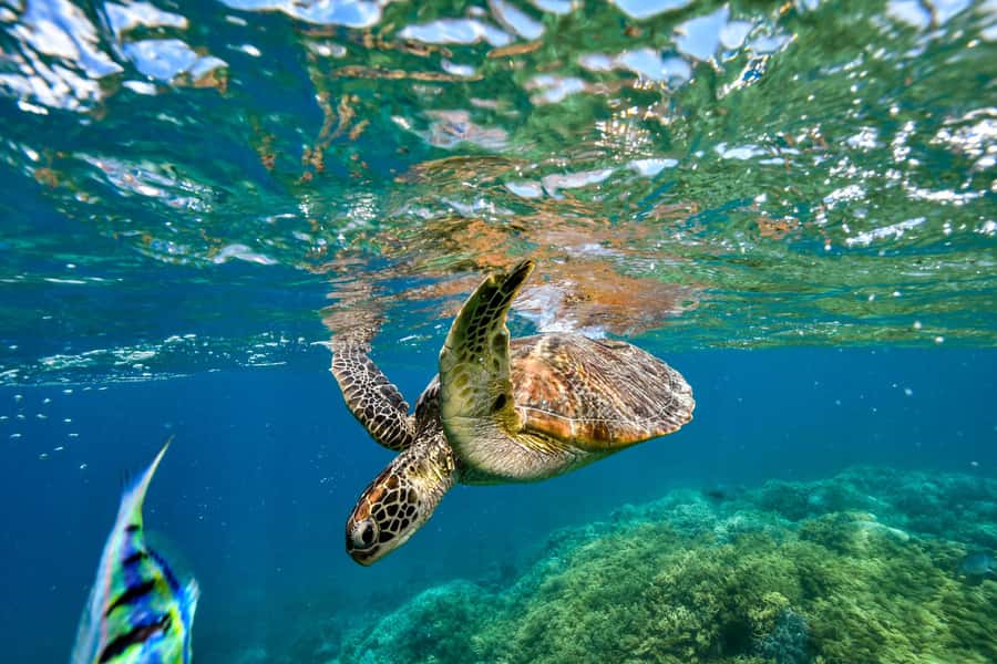 Cancun: Explore Tulum, swim with turtles, cenote, and snorkel in caves - Price and Extra Costs: Is $112 a Good Deal?