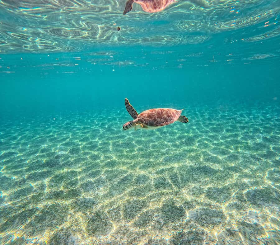 Cancun: Tulum Ruins, Akumal Turtles, Cenote & Caves Tour - Key points worth planning around