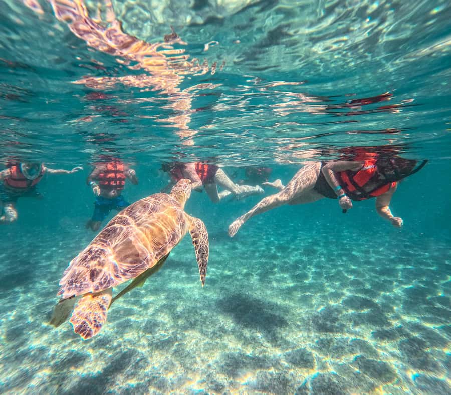 Cancun: Tulum Ruins, Akumal Turtles, Cenote & Caves Tour - Tulum guide time: what to expect from the walk