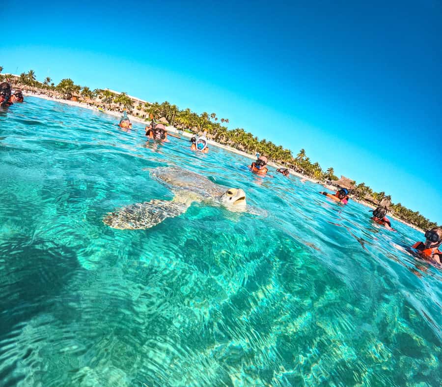 Cancun: Tulum Ruins, Akumal Turtles, Cenote & Caves Tour - Chocolate and tequila tasting: a quick culture stop that actually helps
