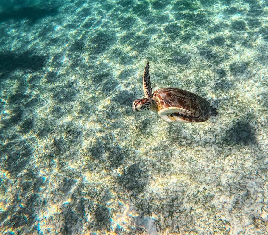 Cancun: Tulum Ruins, Akumal Turtles, Cenote & Caves Tour - Akumal sea turtle snorkeling: rules that make the experience better