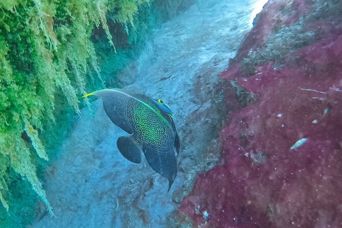 Cenote; Snorkeling and Photos with Colorful Fish - How Martín’s guidance changes what you notice