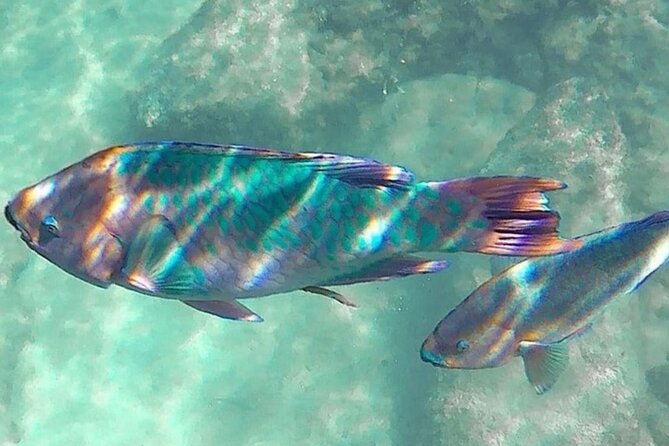 Cenote; Snorkeling and Photos with Colorful Fish - Fish-spotting tips for your swim (so you actually see more)